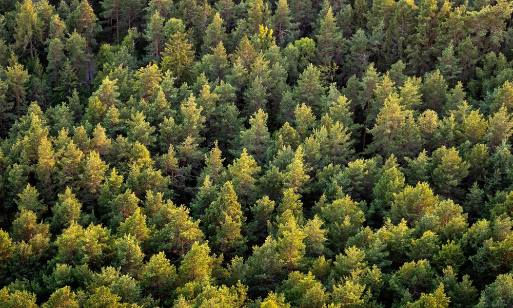 forest-L35DM5B Beautiful panoramic photo over the tops of pine forest. Aerial view. From above. Top view