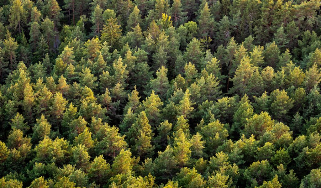 Beautiful panoramic photo over the tops of pine forest. Aerial view. From above. Top view